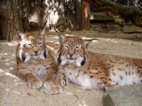/album/fotogalerie-zoo-ohrada-hluboka-nad-vltavou/rys-ostrovid-jpg/